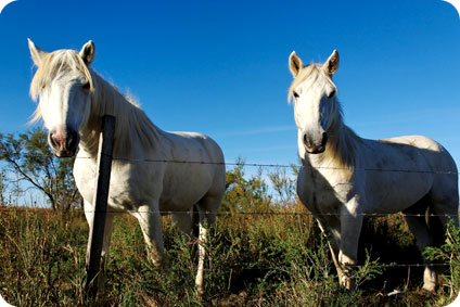 Les chevaux camarguais hors de danger